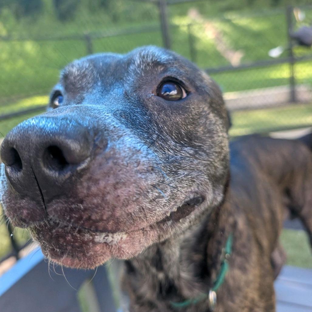 Binder, Adoptable, Senior Male Pit Bull Terrier.