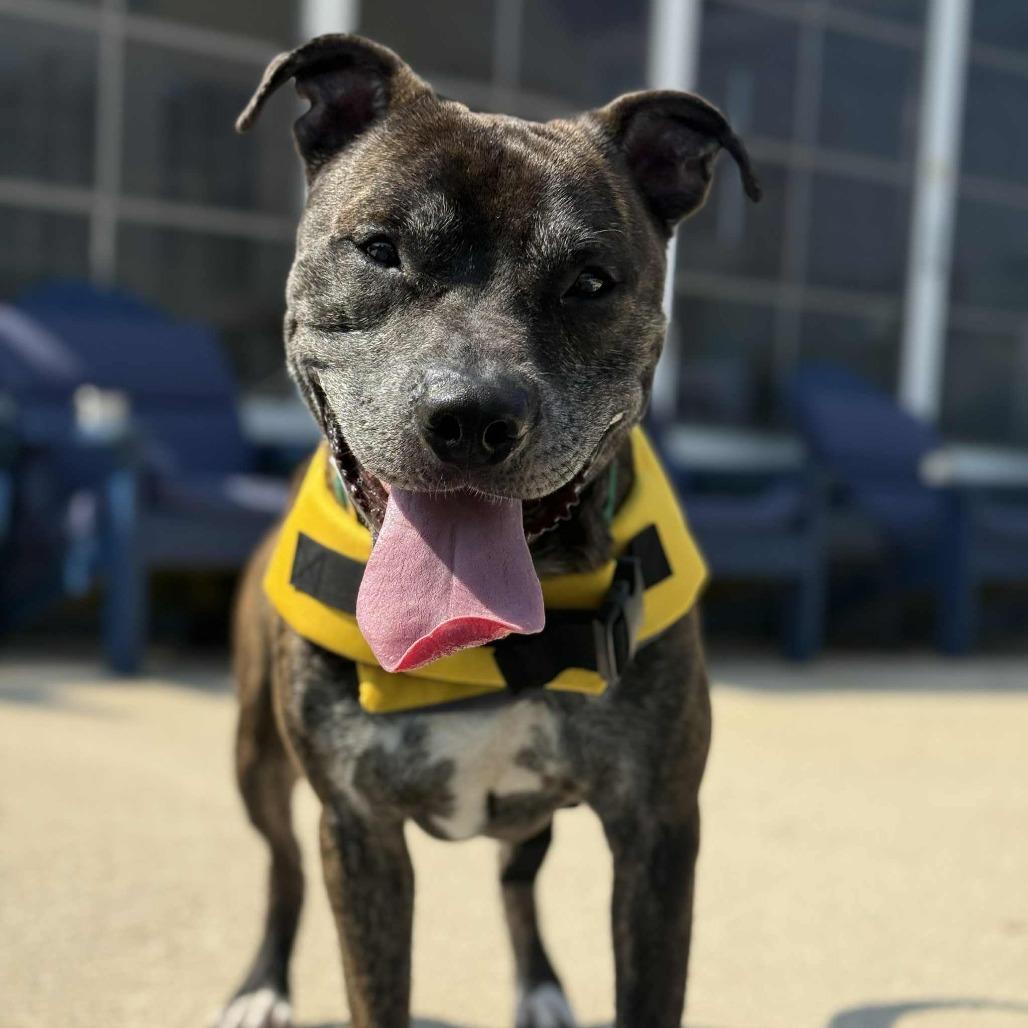 Enlarge Binder, a Adoptable Pit Bull Terrier in Greensboro, NC image 2/6