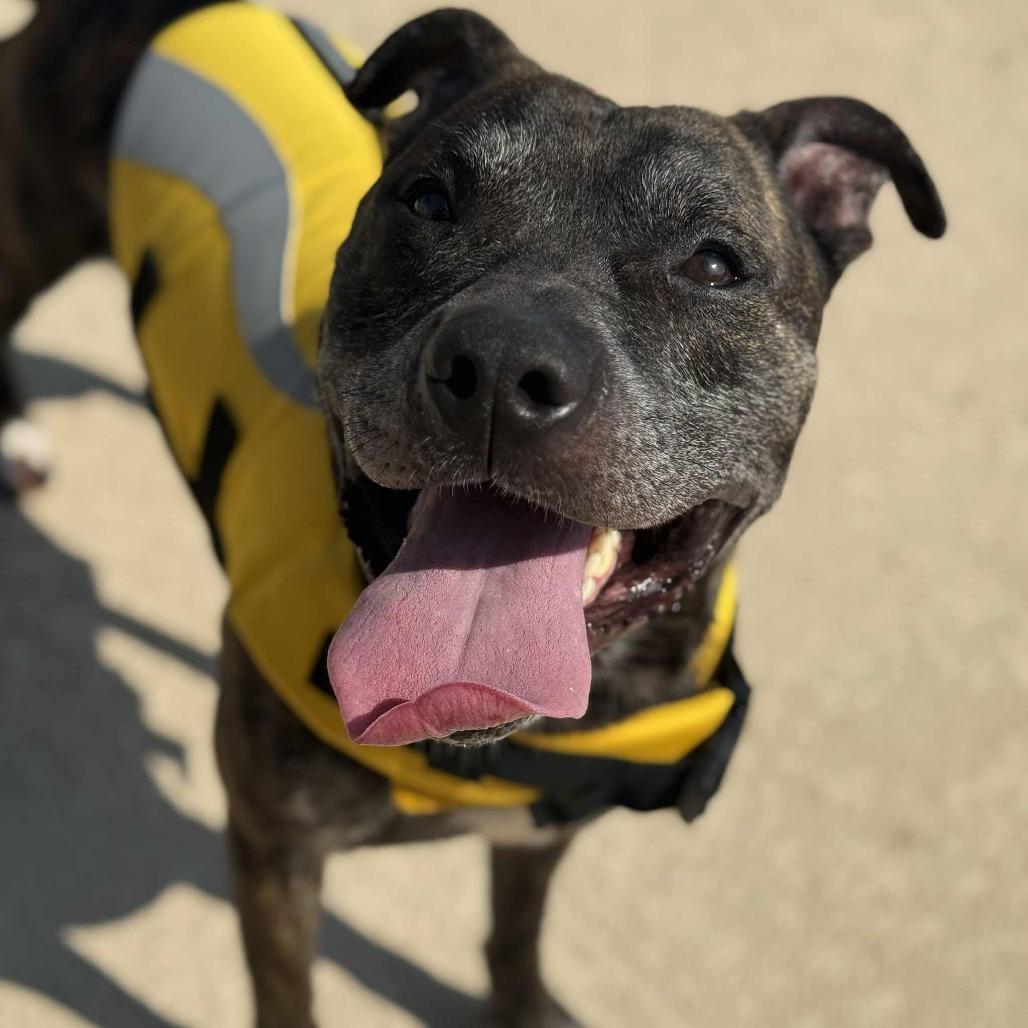 Enlarge Binder, a Adoptable Pit Bull Terrier in Greensboro, NC image 3/6