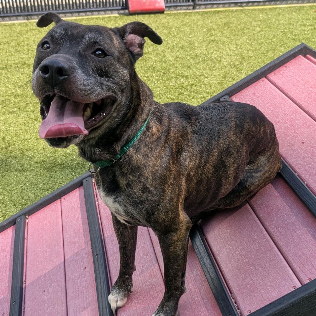Enlarge Binder, a Adoptable Pit Bull Terrier in Greensboro, NC image 4/6