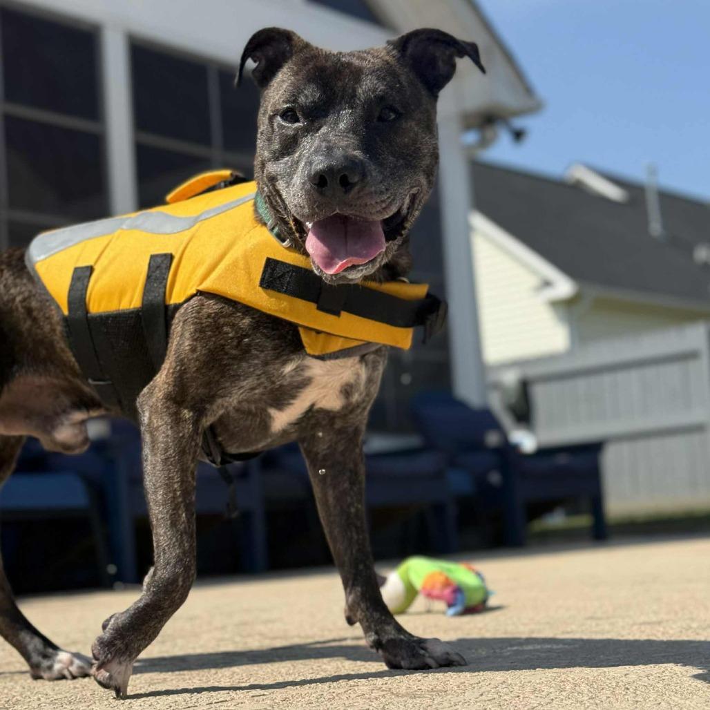Enlarge Binder, a Adoptable Pit Bull Terrier in Greensboro, NC image 6/6