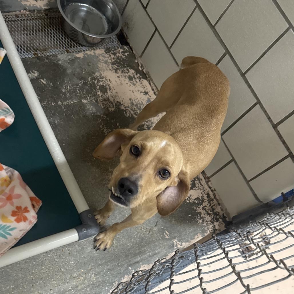 Enlarge Berry, a Adoptable mixed breed in Starkville, MS image 1/1