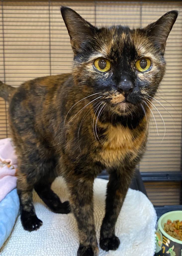 Mabel, Adoptable, Senior Female Domestic Short Hair.