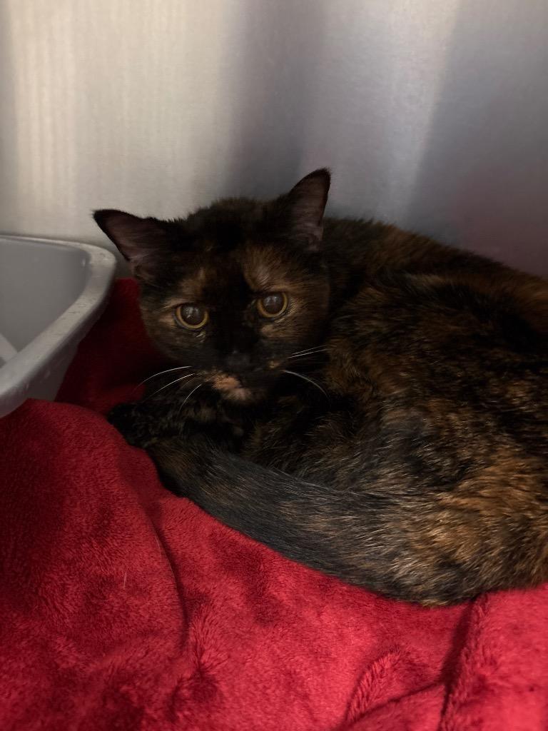 Enlarge Mabel, a Adoptable Domestic Short Hair in Ocala, FL image 2/2