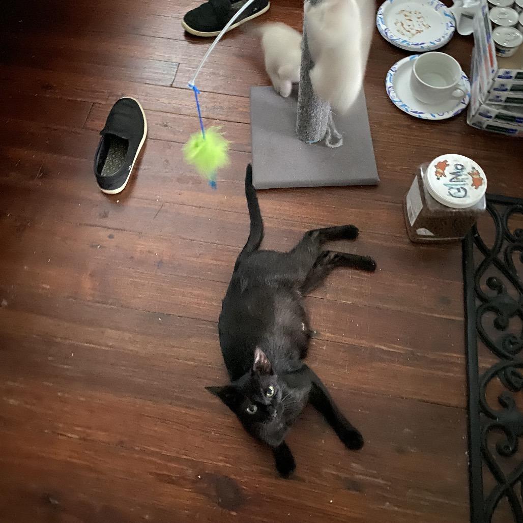 Enlarge Ronnie, a Adoptable Domestic Short Hair in New Orleans, LA image 1/6