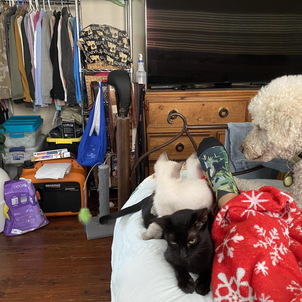 Enlarge Ronnie, a Adoptable Domestic Short Hair in New Orleans, LA image 2/6