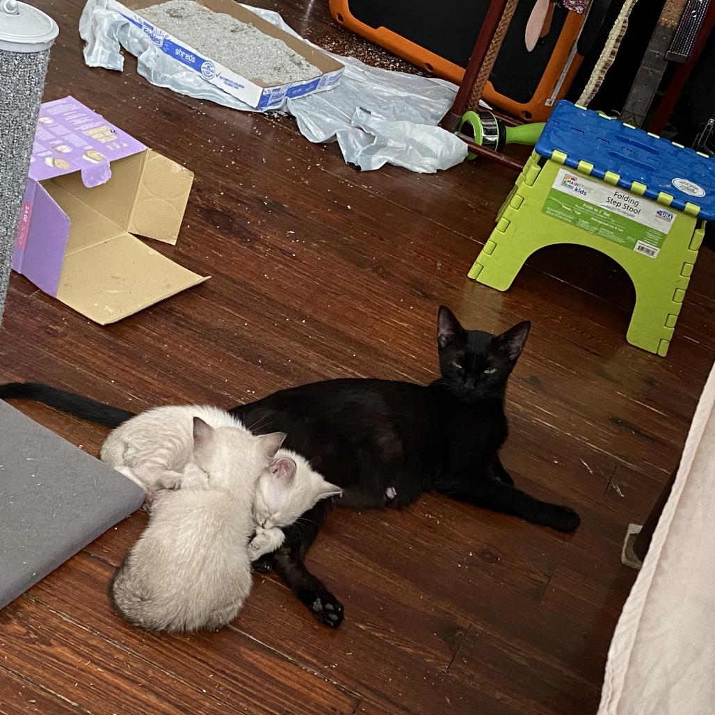 Enlarge Ronnie, a Adoptable Domestic Short Hair in New Orleans, LA image 4/6