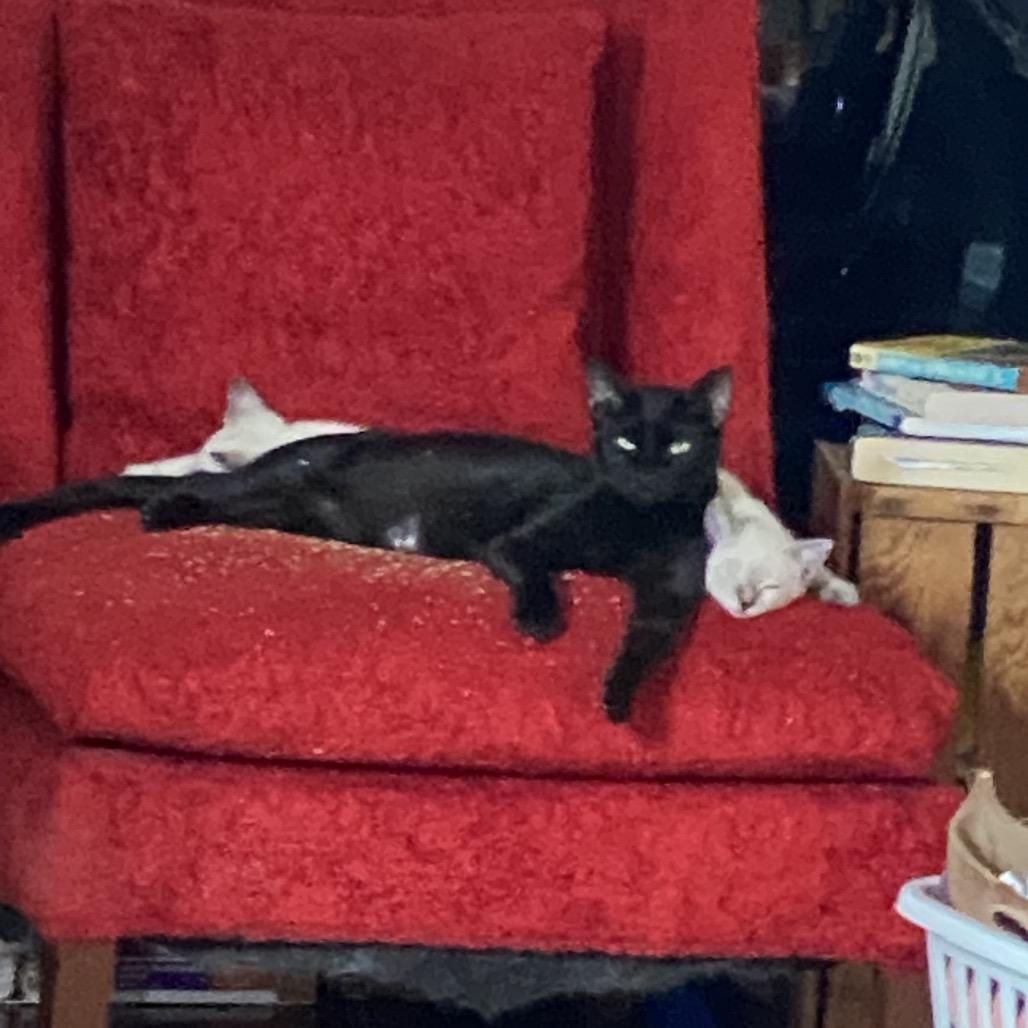 Enlarge Ronnie, a Adoptable Domestic Short Hair in New Orleans, LA image 5/6