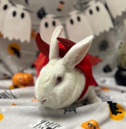 Marshmallow, Adoptable, Adult Male American & Bunny Rabbit.