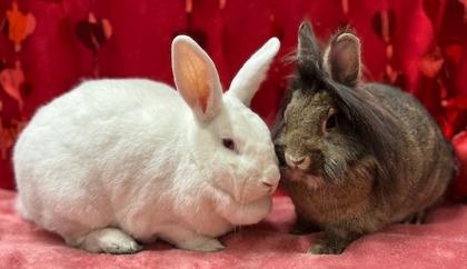 Marshmallow, a Adoptable mixed breed in Eugene, OR image 1/3