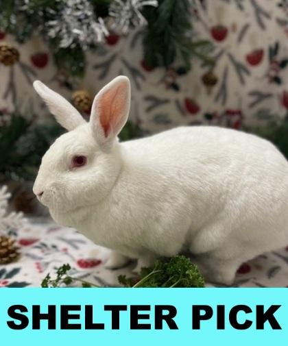 Marshmallow, Adoptable, Adult Male American & Bunny Rabbit.