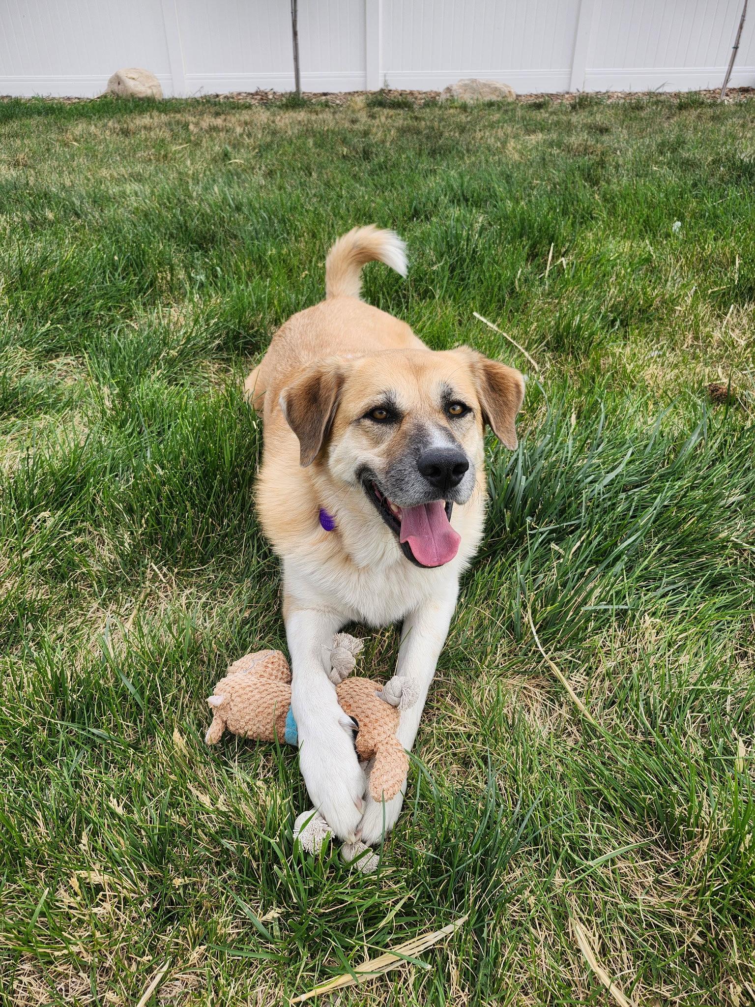 Cinnamon sr, Adoptable, Adult Female Great Pyrenees & Anatolian Shepherd.