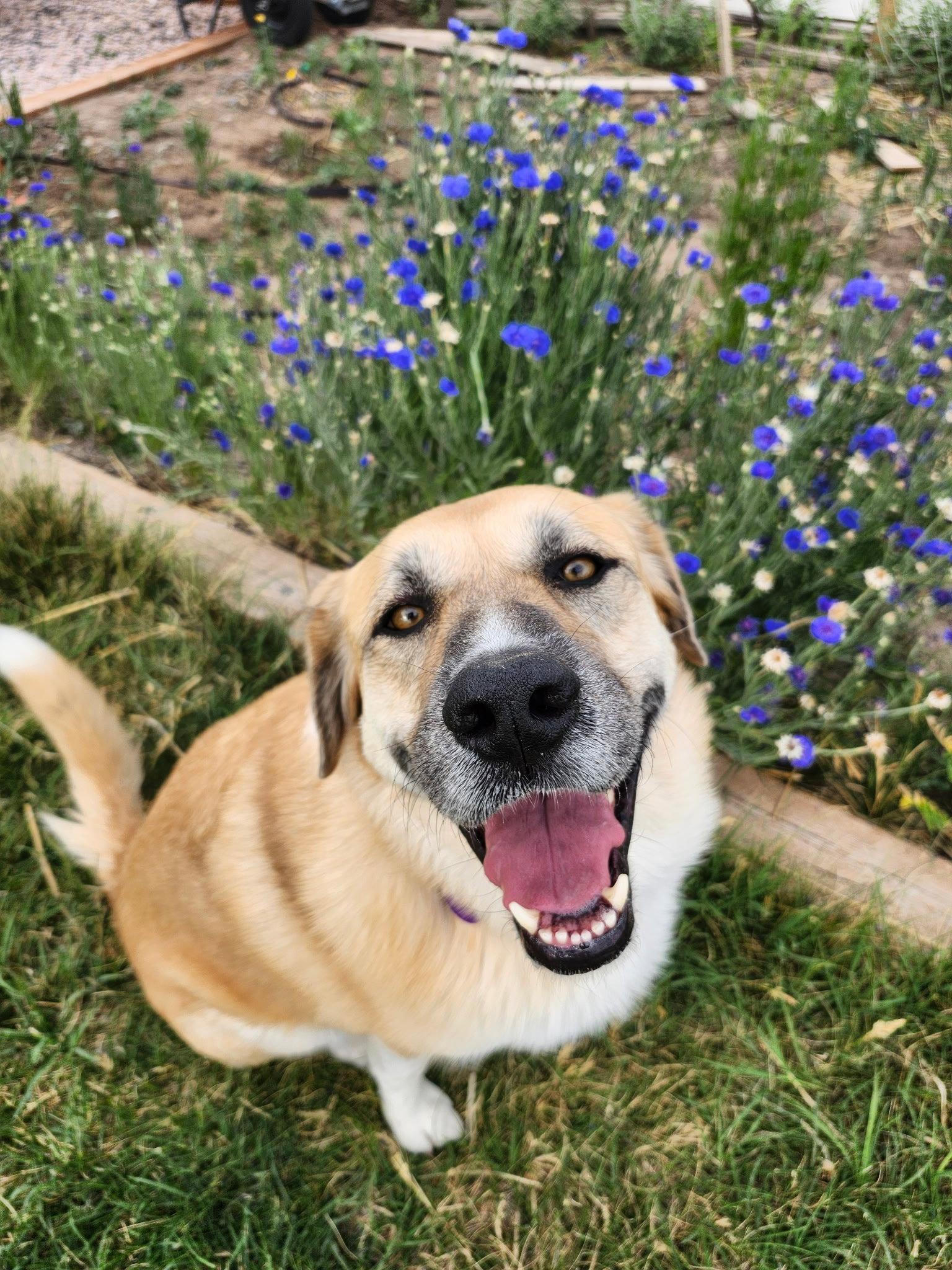 Enlarge Cinnamon sr, a Adoptable mixed breed in Bountiful, UT image 2/3