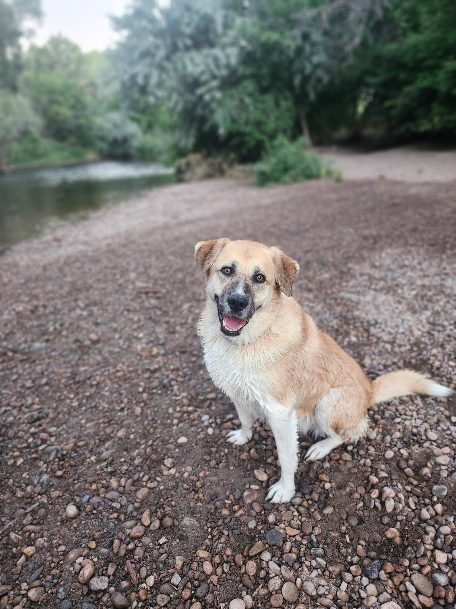 Enlarge Cinnamon sr, a Adoptable mixed breed in Bountiful, UT image 3/3