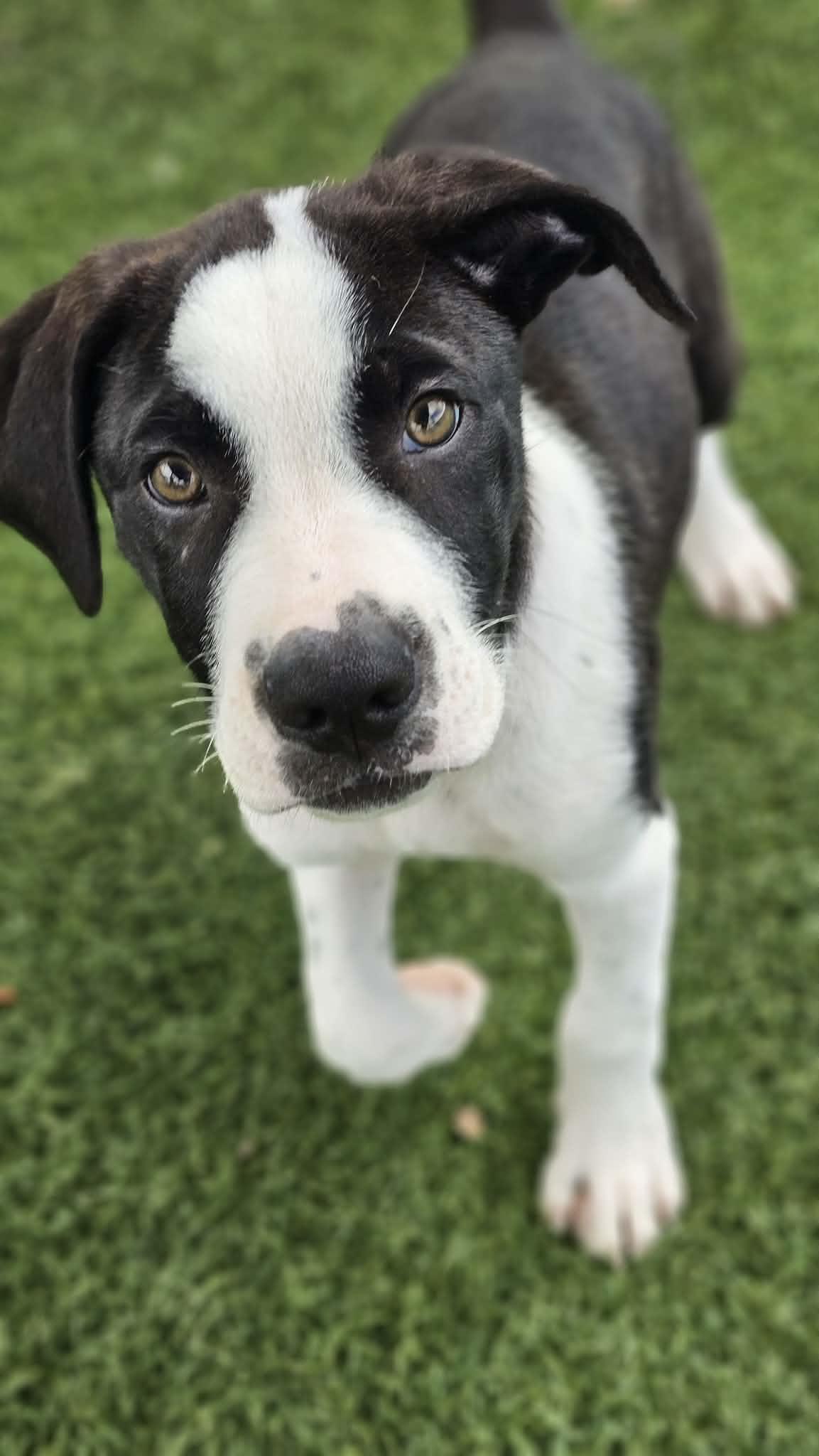 Enlarge Sven, a Adopted mixed breed in Sparta, WI image 5/5