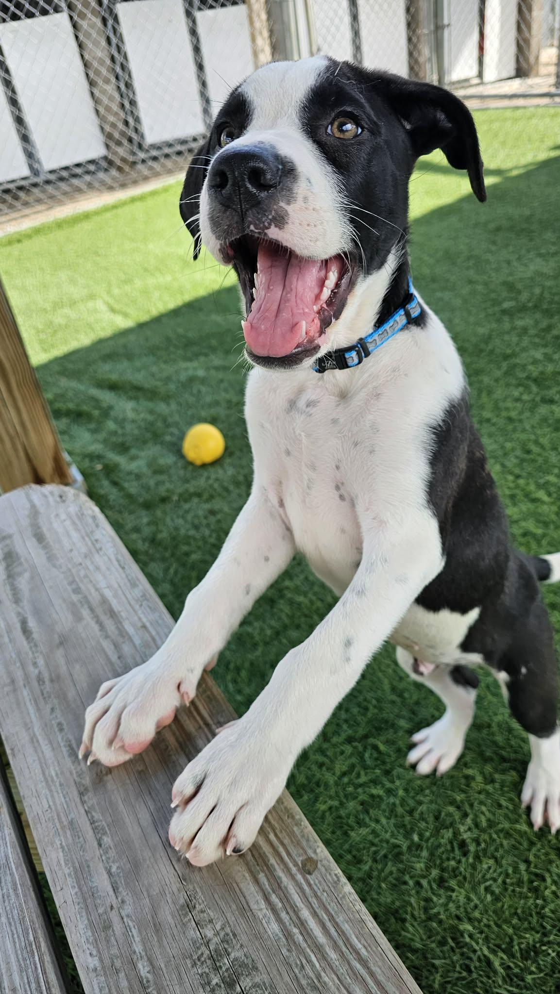 Enlarge Sven, a Adopted mixed breed in Sparta, WI image 2/5