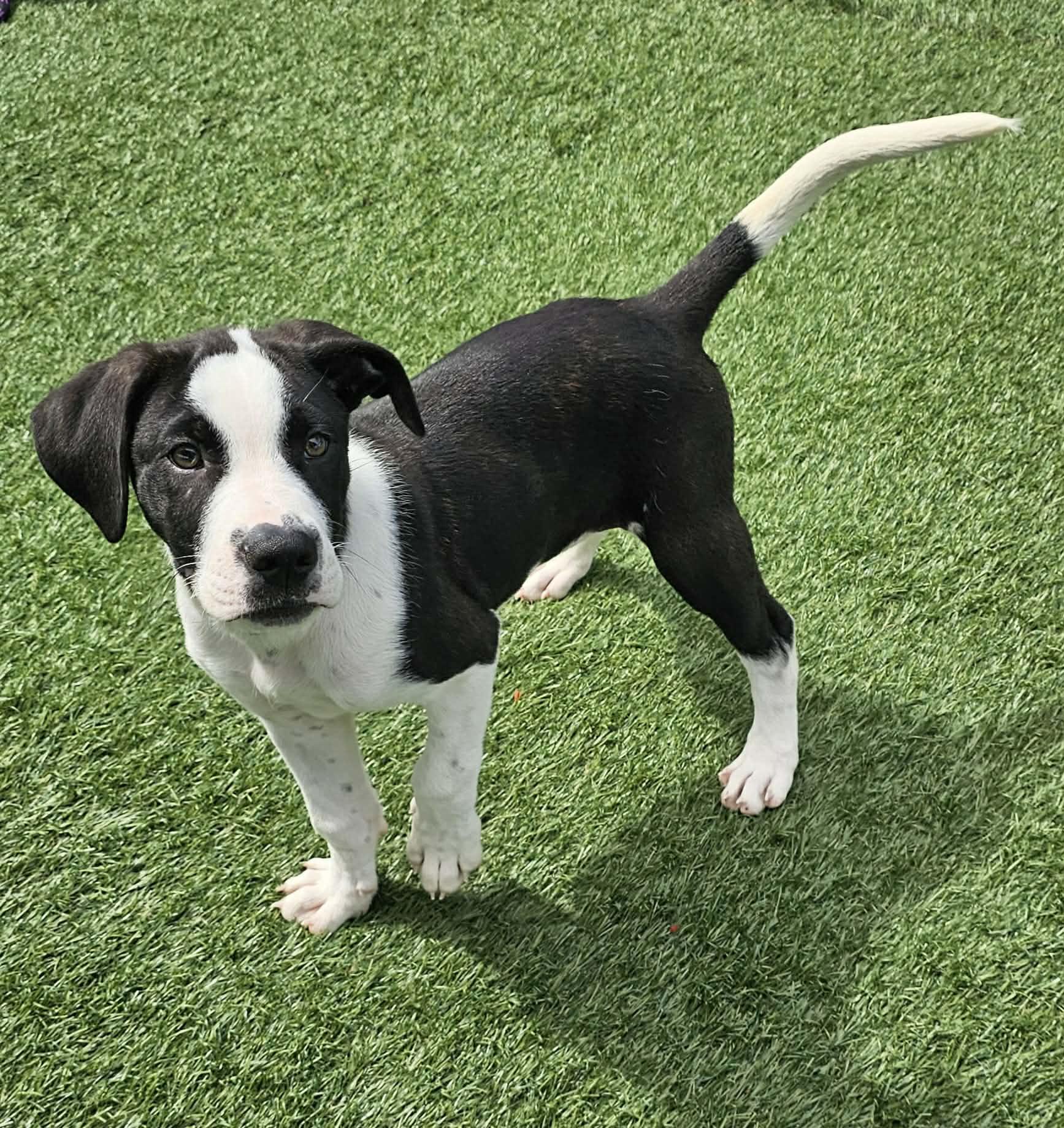 Enlarge Sven, a Adopted mixed breed in Sparta, WI image 4/5
