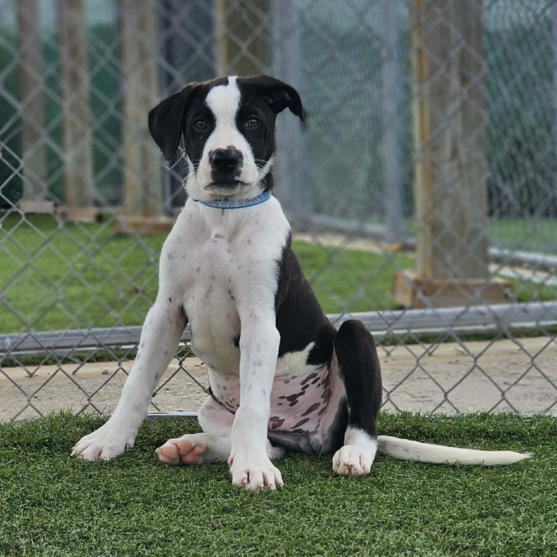 Enlarge Sven, a Adopted mixed breed in Sparta, WI image 1/5