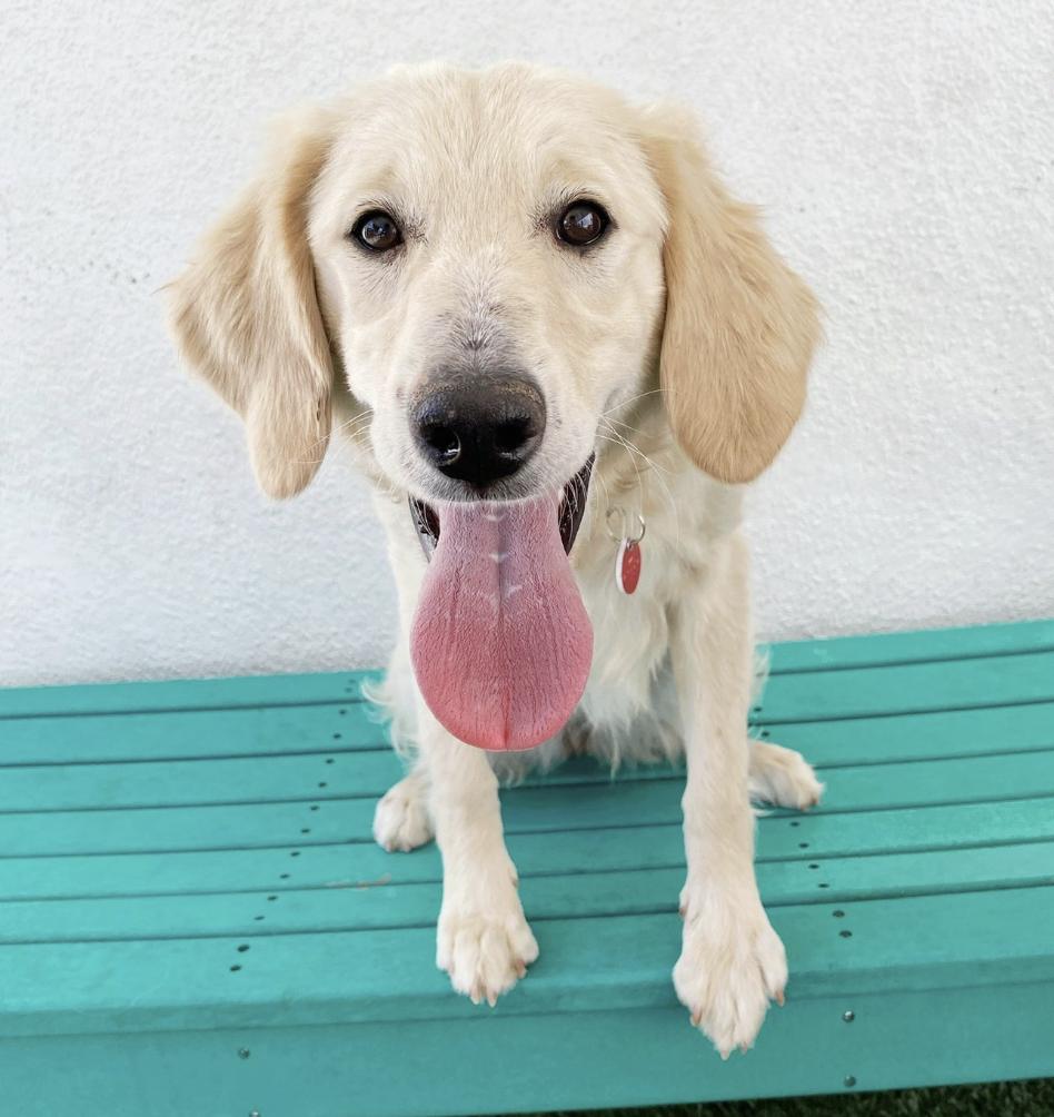 Hello My name is Cassandra I was recently rescued so the people at Wags are still getting to know 