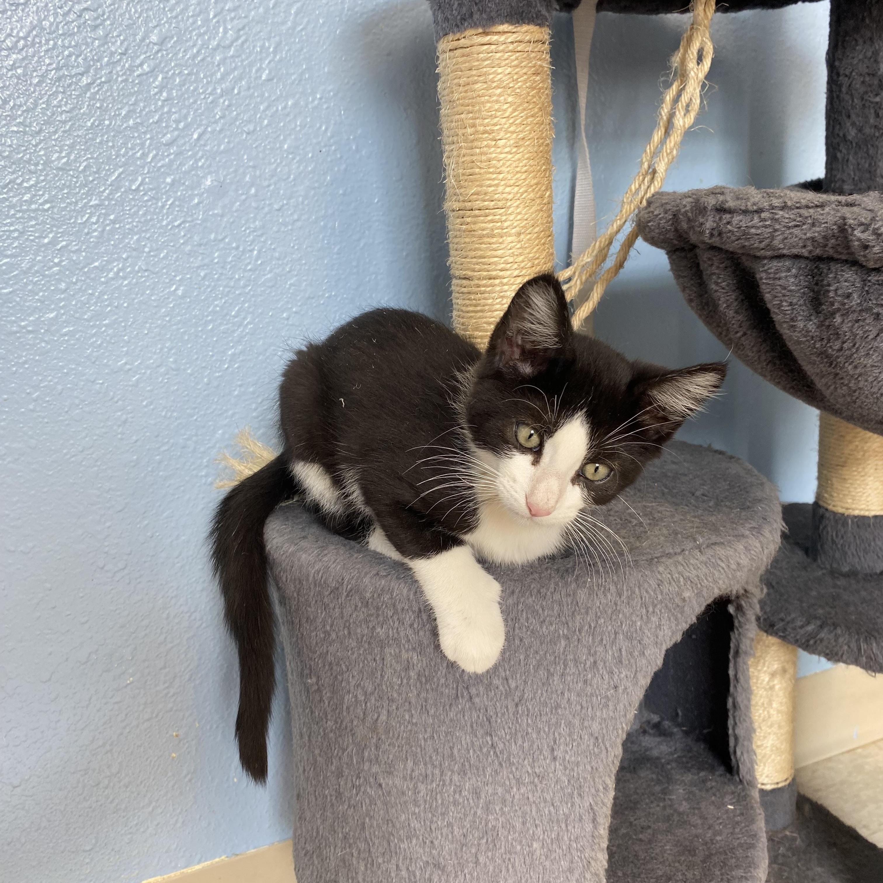 Monte, a ADOPTABLE Domestic Medium Hair in Choteau, MT image 2/2