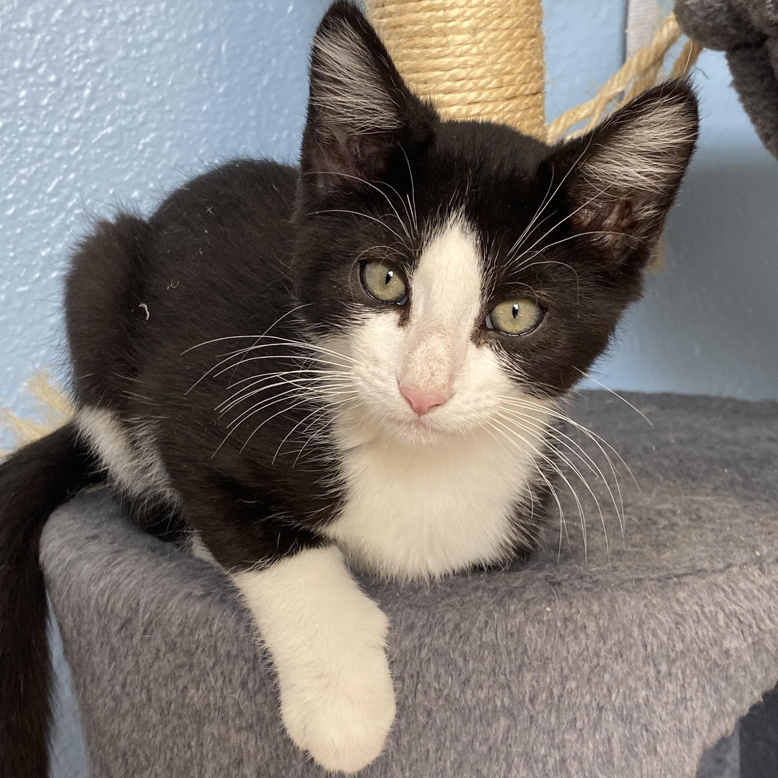 Monte, ADOPTABLE, Kitten Male Domestic Medium Hair.