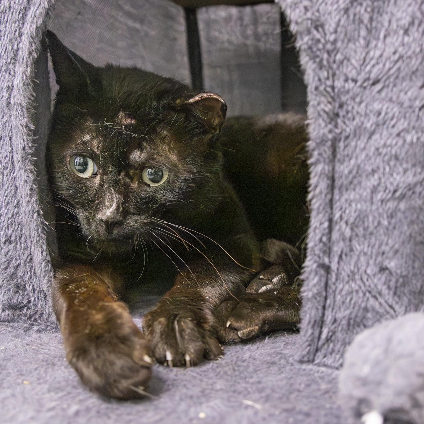 Enlarge Dudley, a Adopted Domestic Short Hair in Lone rock, WI image 3/5