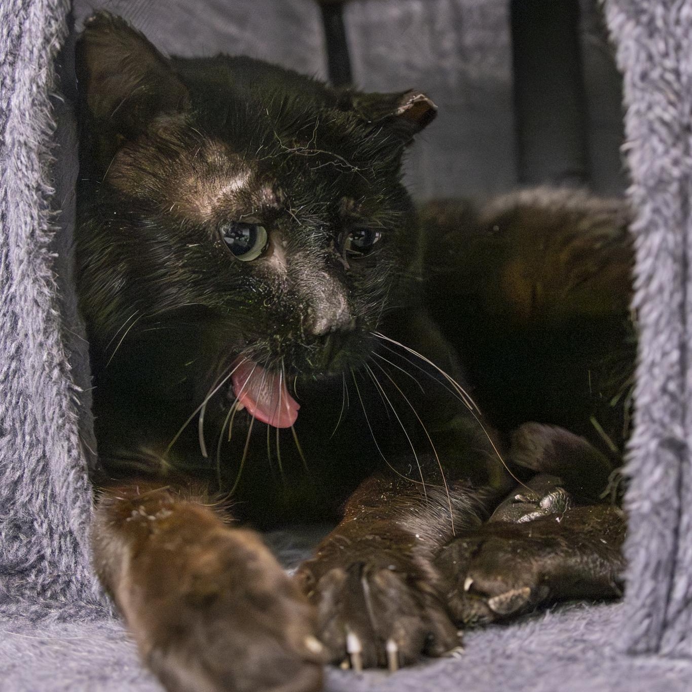 Enlarge Dudley, a Adopted Domestic Short Hair in Lone rock, WI image 2/5