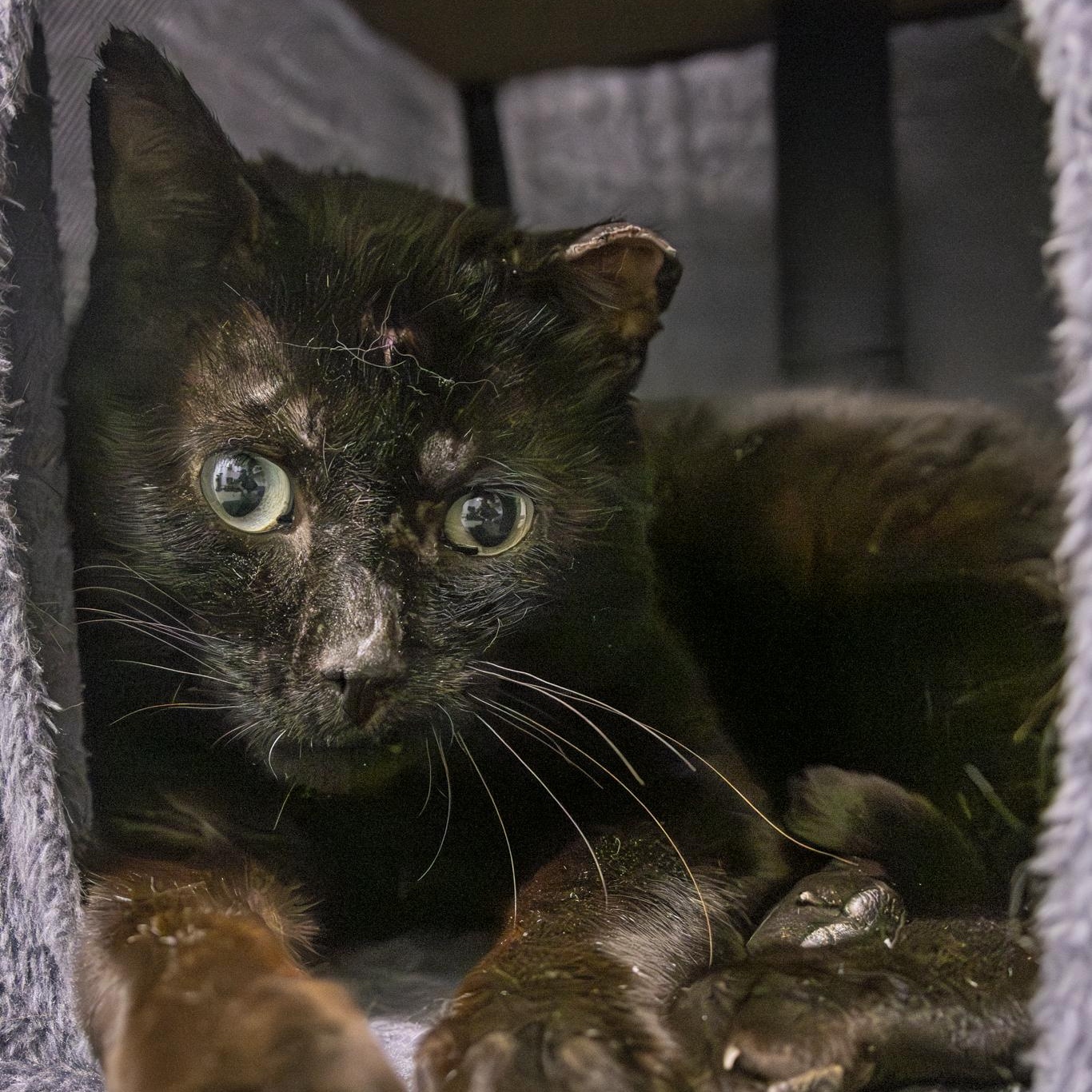 Dudley, Adopted, Adult Male Domestic Short Hair.