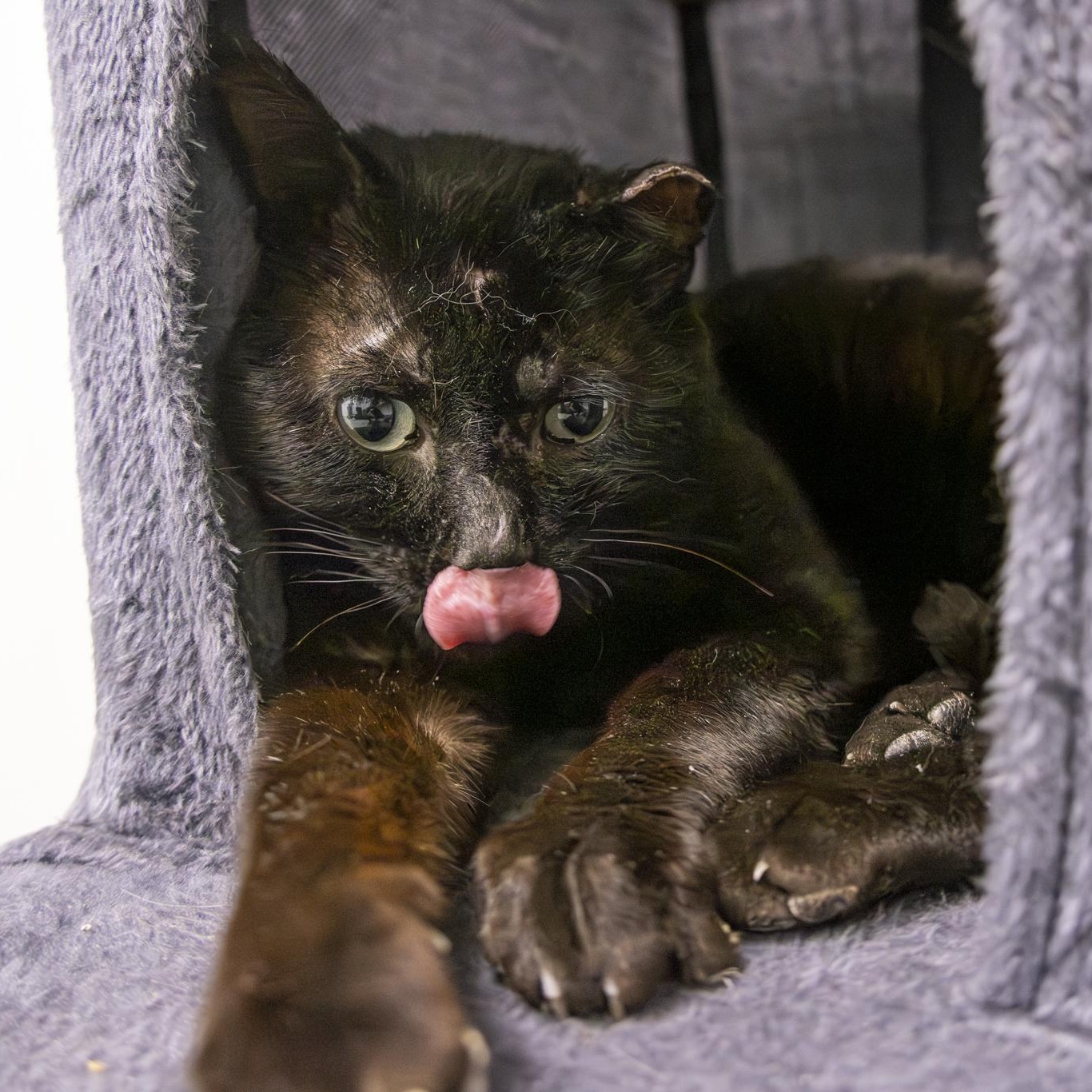 Enlarge Dudley, a Adopted Domestic Short Hair in Lone rock, WI image 5/5