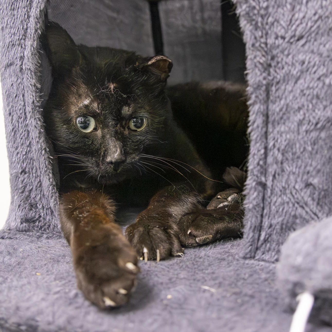Enlarge Dudley, a Adopted Domestic Short Hair in Lone rock, WI image 4/5
