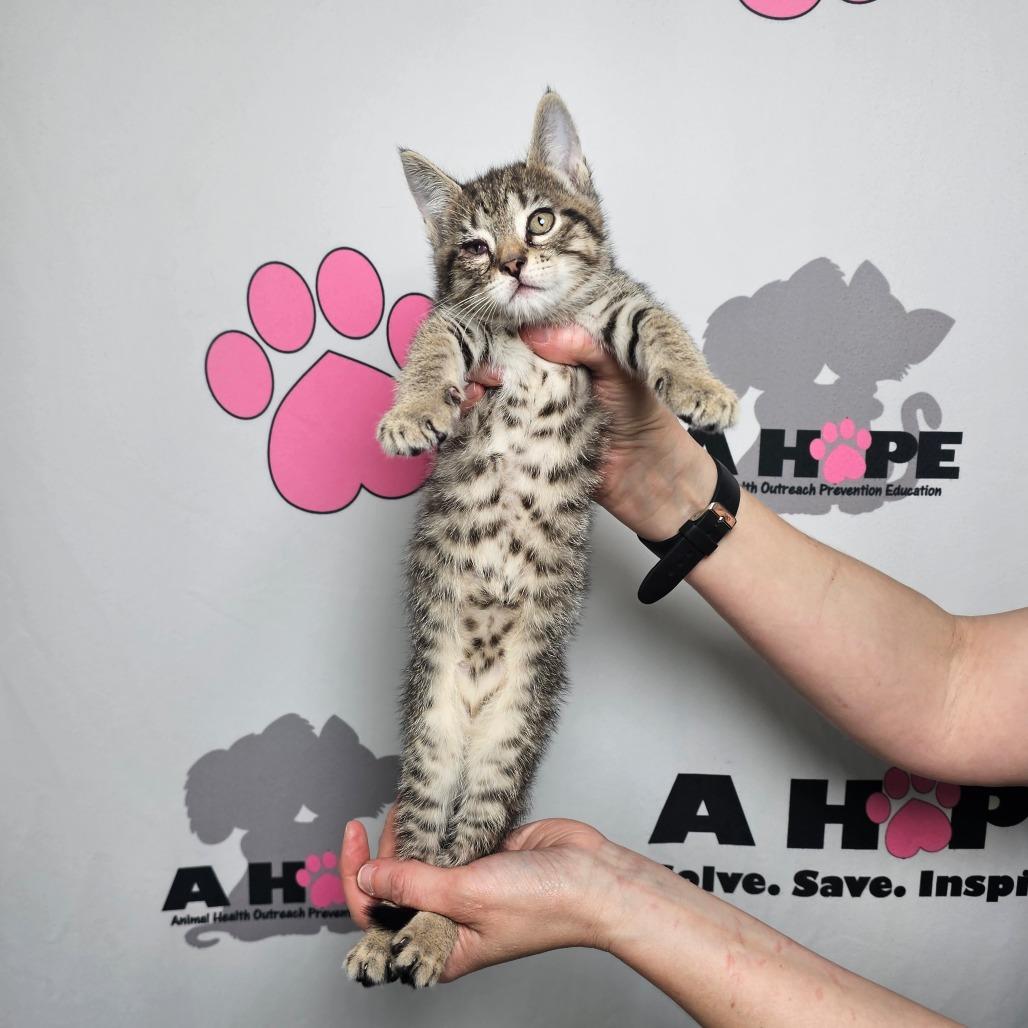 Beans, Adoptable, Kitten Female American Shorthair.