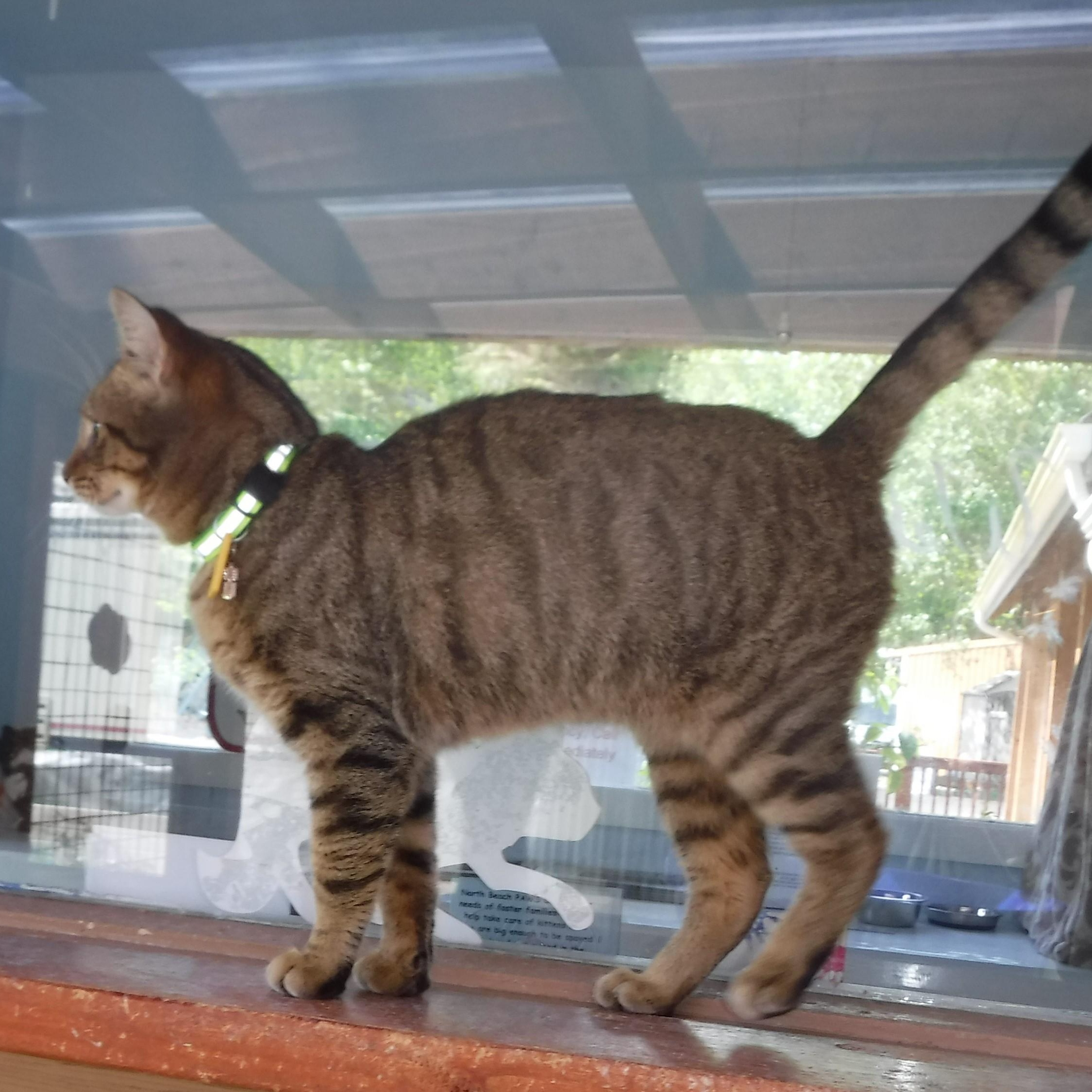 Snookums - Social and Sweet, an adopted Tabby in Hoquiam, WA image 6/6