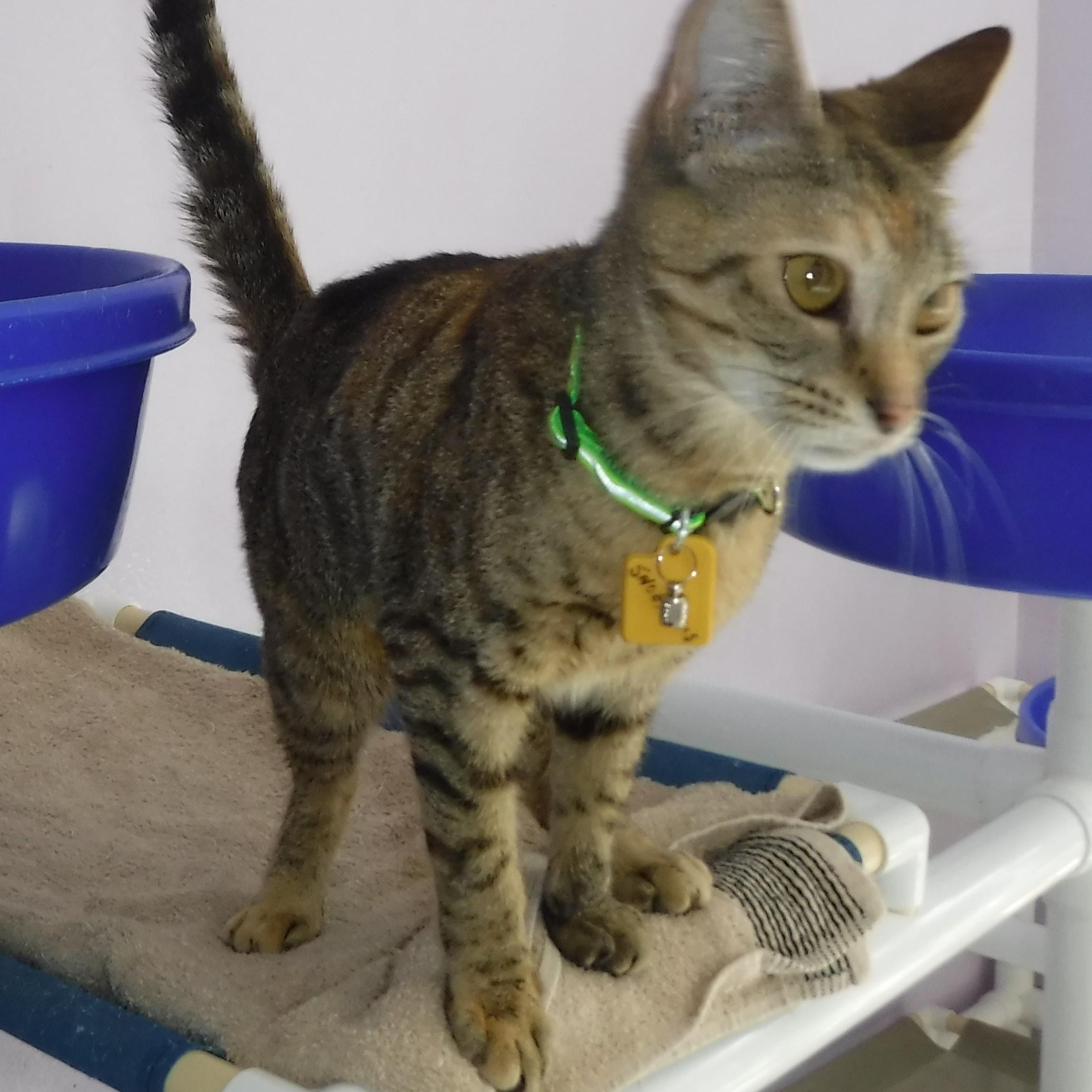 Snookums - Social and Sweet, an adopted Tabby in Hoquiam, WA image 3/6