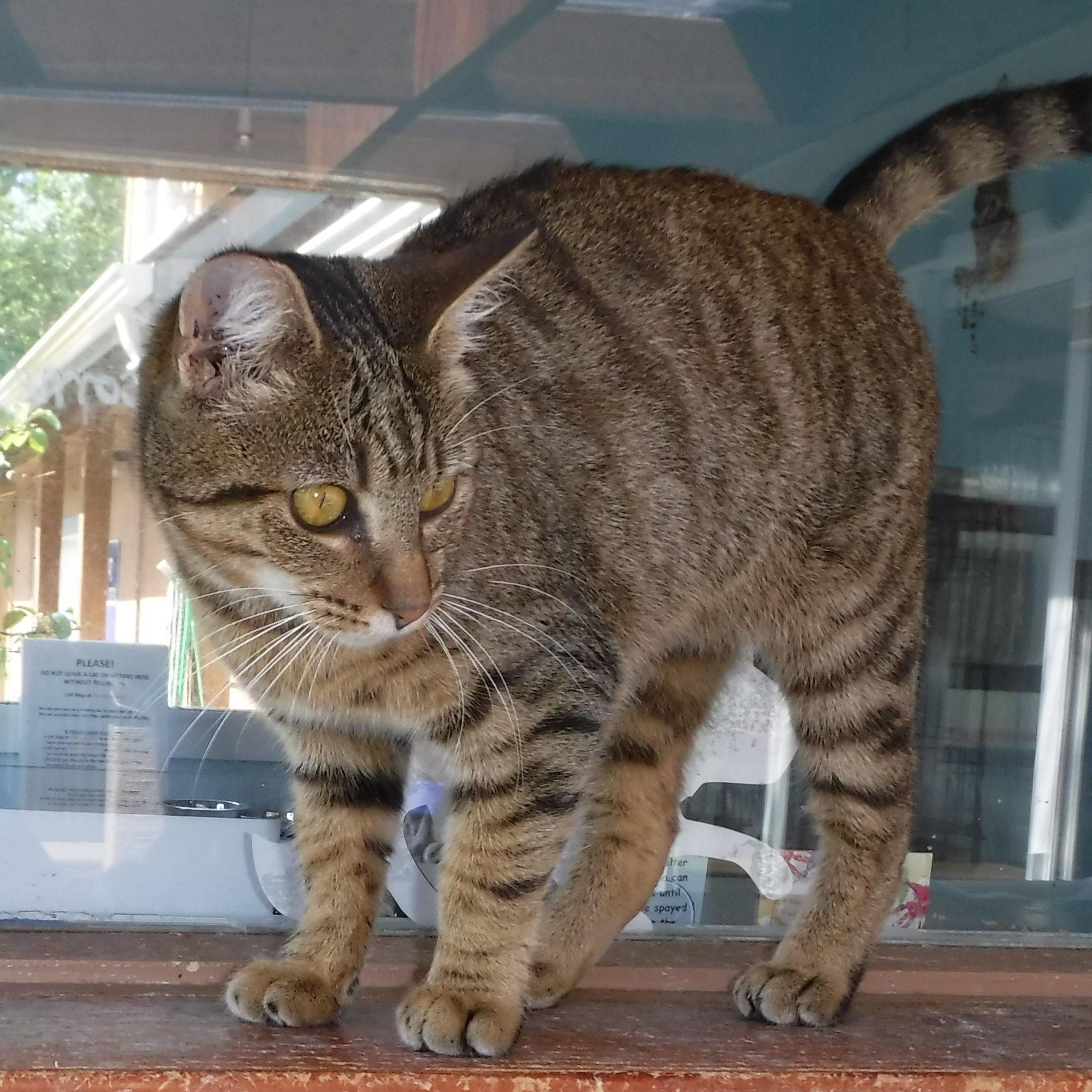 Snookums - Social and Sweet, an adopted Tabby in Hoquiam, WA image 5/6