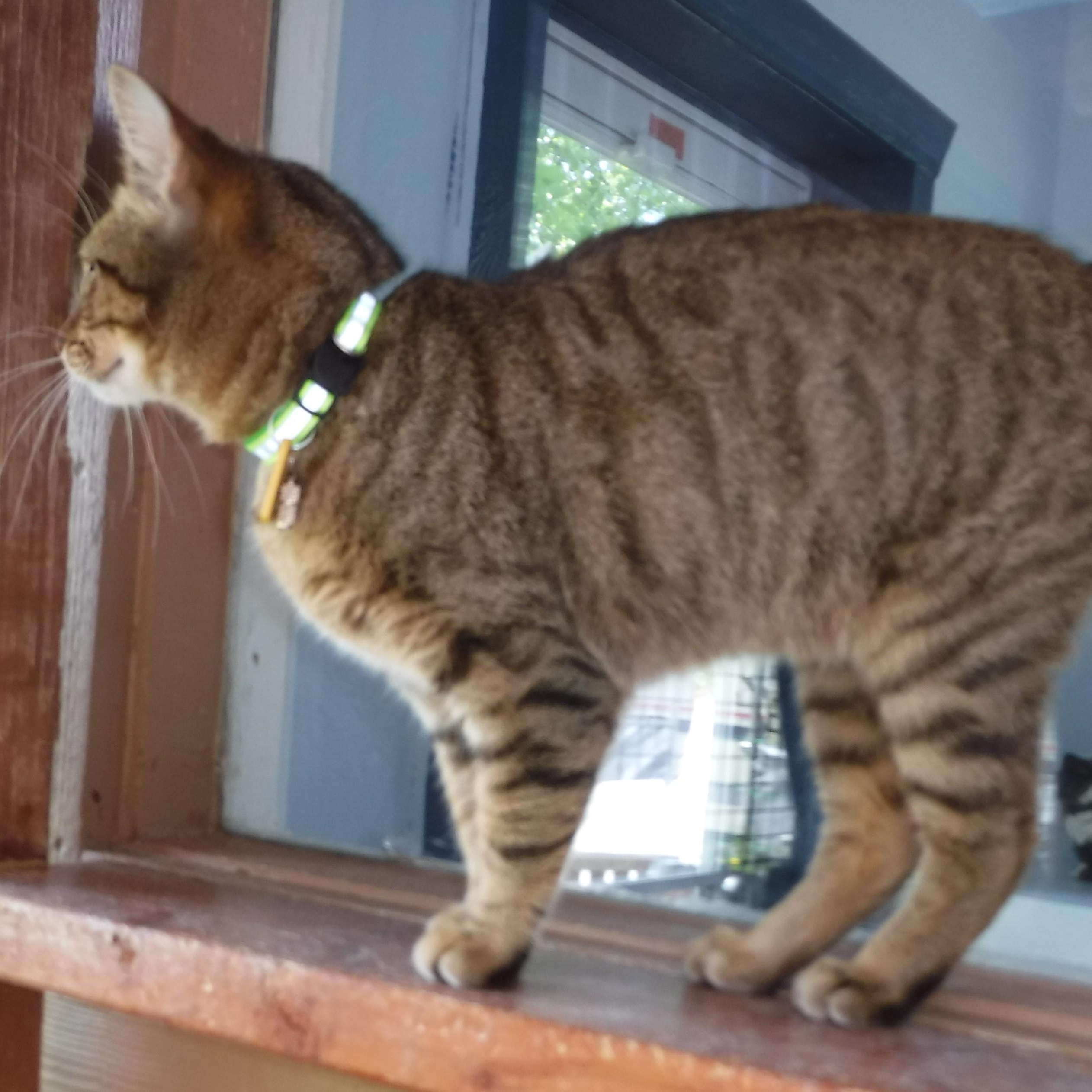 Snookums - Social and Sweet, an adopted Tabby in Hoquiam, WA image 2/6