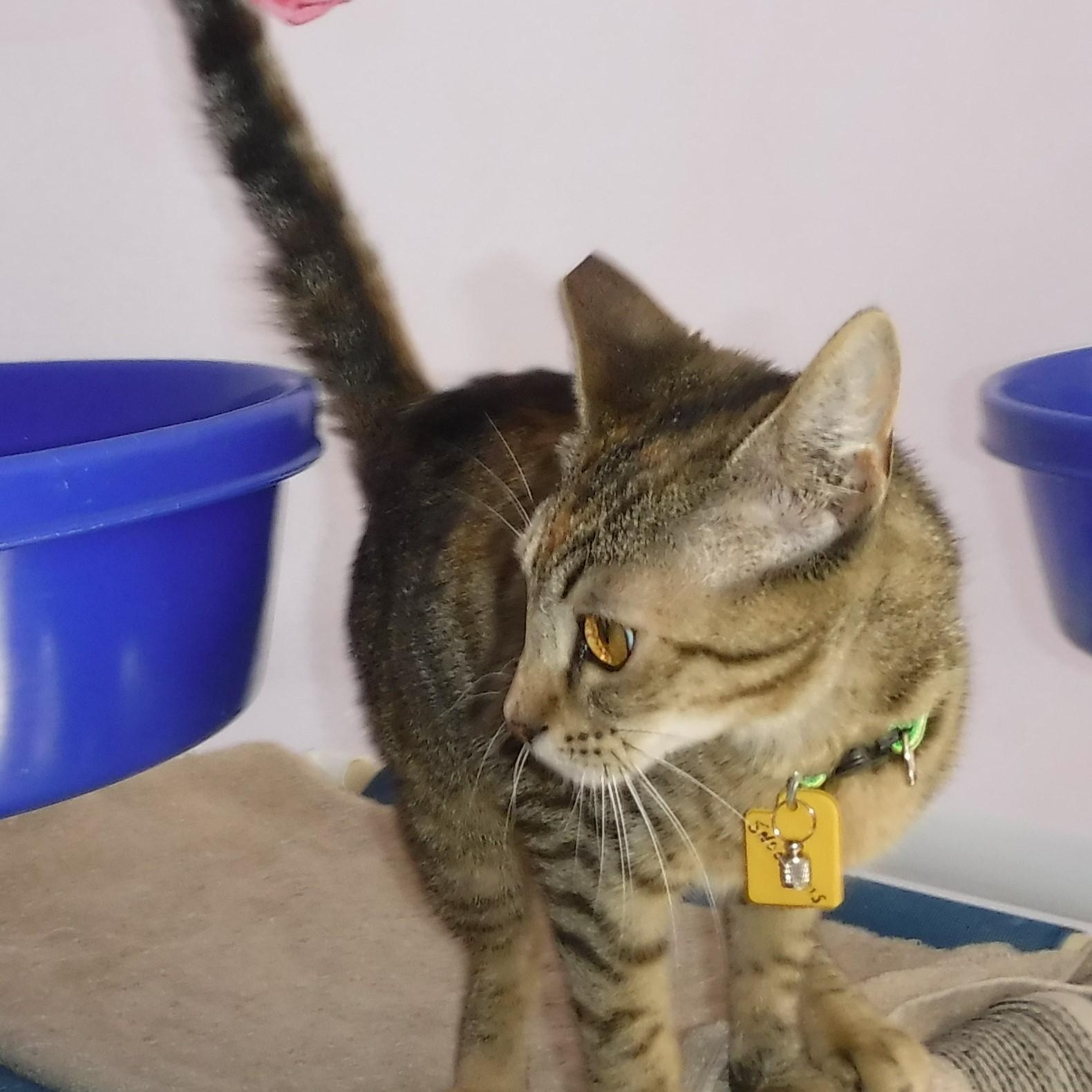 Snookums - Social and Sweet, an adopted Tabby in Hoquiam, WA image 4/6