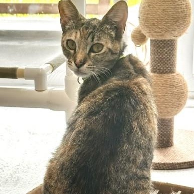 Snookums - Social and Sweet, adopted, Adult Male Tabby.