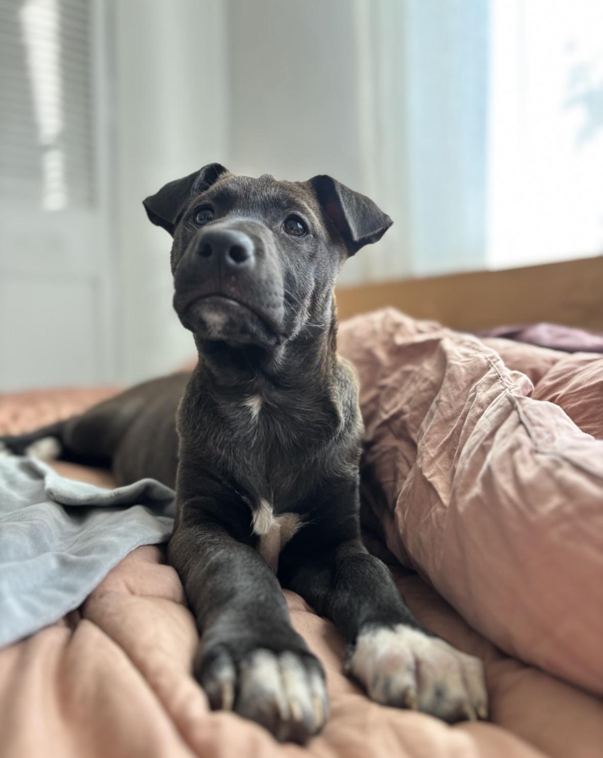 Moana, a Adoptable mixed breed in Pasadena, CA image 1/6