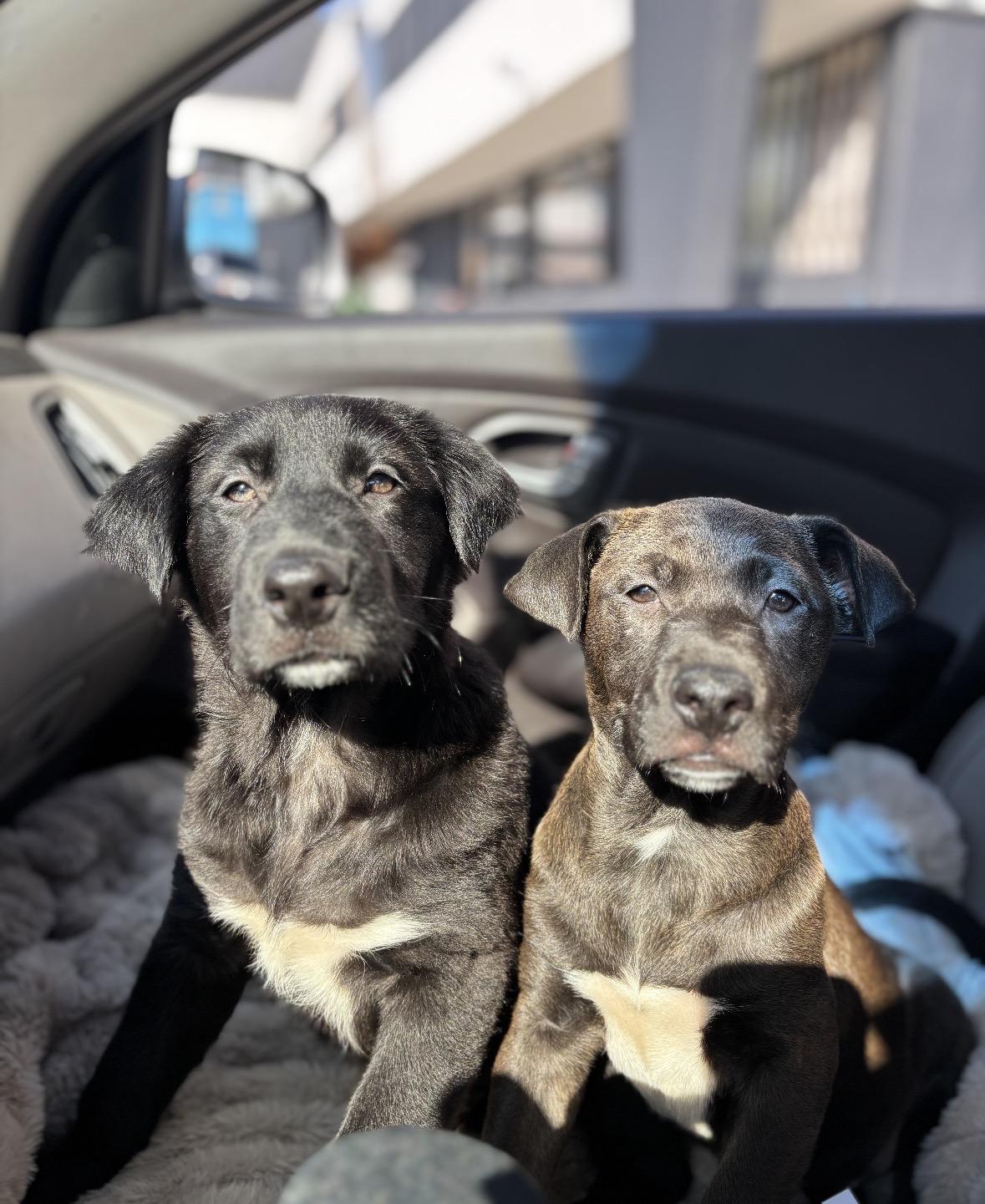 Moana, a Adoptable mixed breed in Pasadena, CA image 2/6