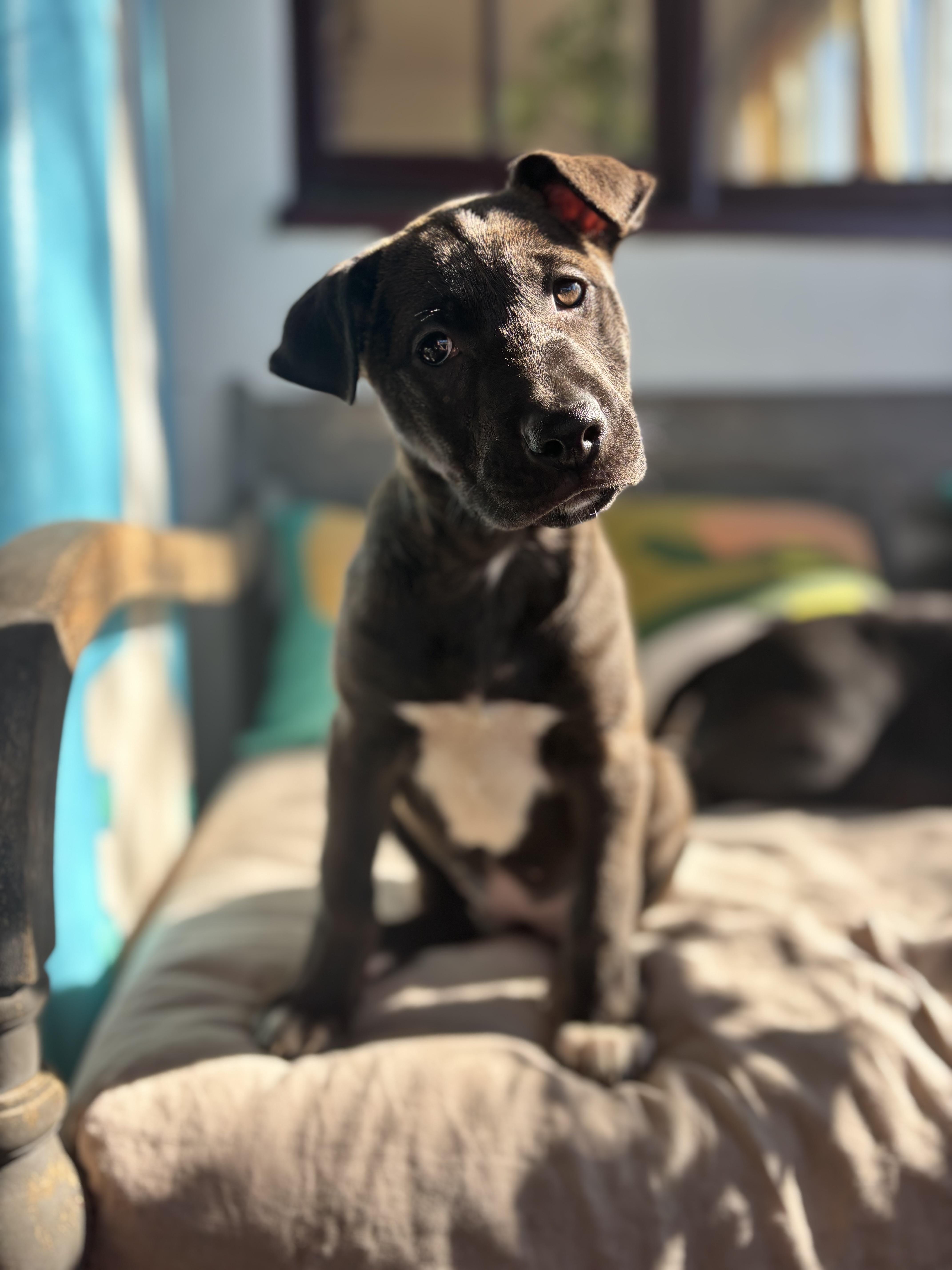 Moana, a Adoptable mixed breed in Pasadena, CA image 3/6