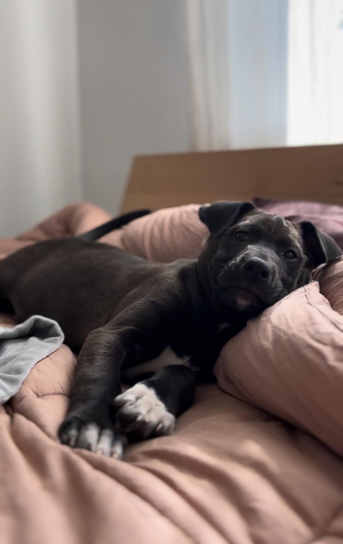 Moana, a Adoptable mixed breed in Pasadena, CA image 4/6