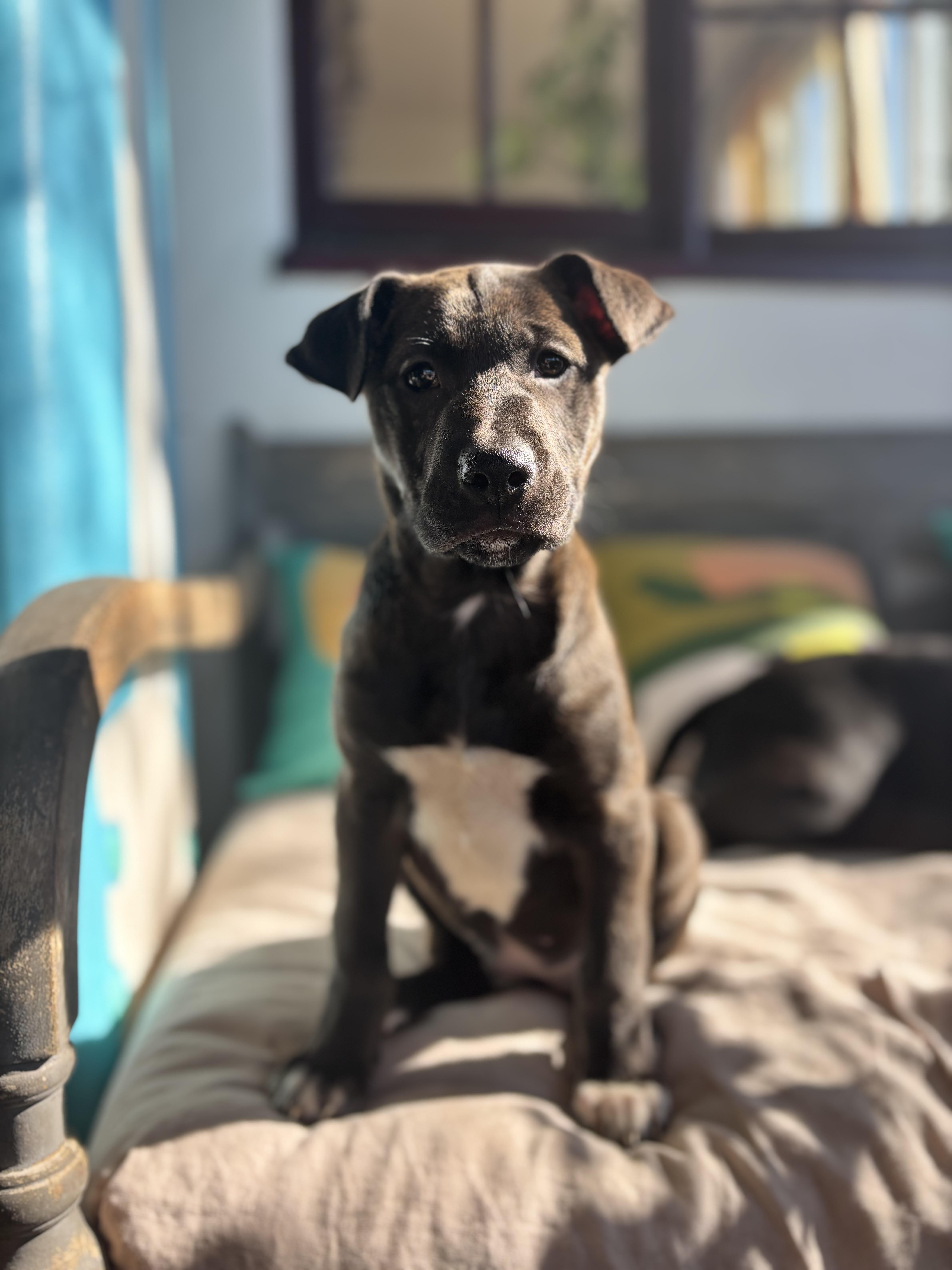 Moana, a Adoptable mixed breed in Pasadena, CA image 6/6