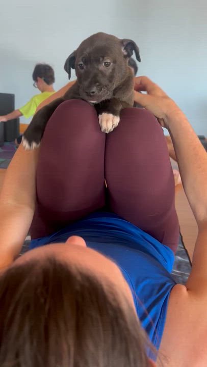 Enlarge Moana, a Adoptable mixed breed in Pasadena, CA video 5/6