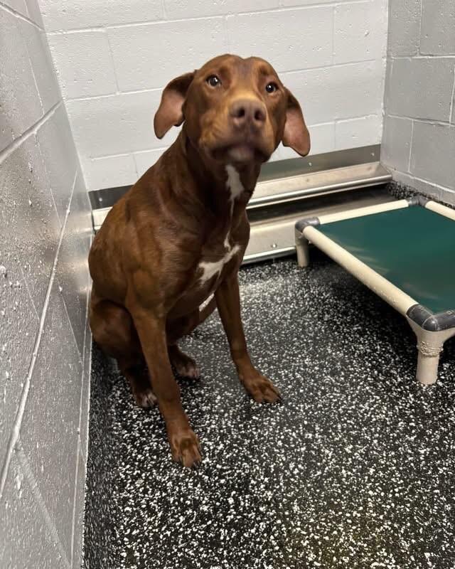 Enlarge Dash, a Adoptable Chocolate Labrador Retriever in Jackson, TN image 1/2