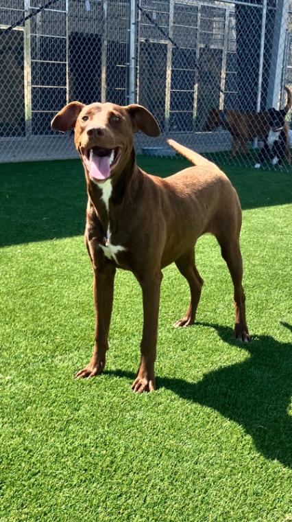 Enlarge Dash, a Adoptable Chocolate Labrador Retriever in Jackson, TN image 2/2