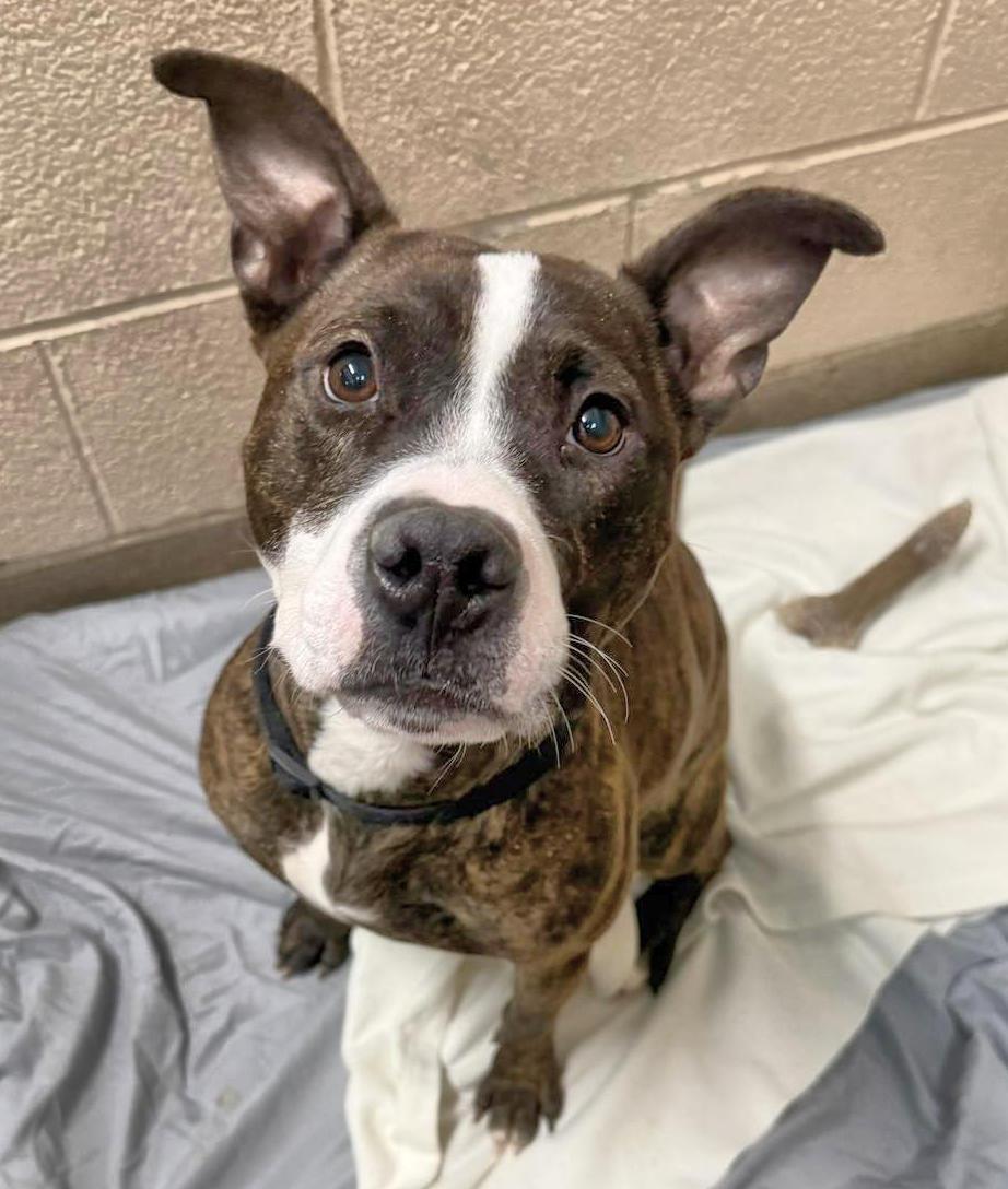 Enlarge Rosa, a ADOPTABLE mixed breed in Euclid, OH image 2/2