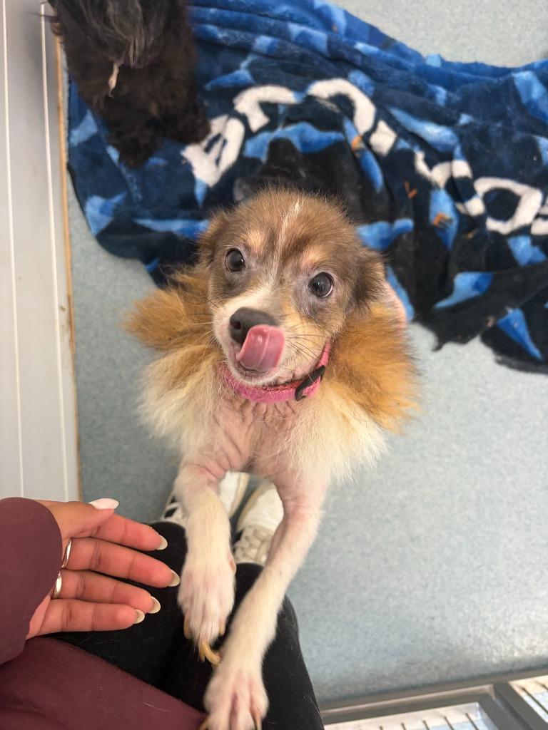 Enlarge Sarabi, a Adopted Pomeranian in Portland, IN image 1/1