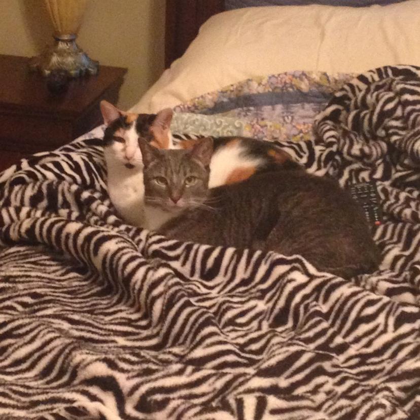 Sophie, Adoptable, Senior Female Domestic Short Hair.