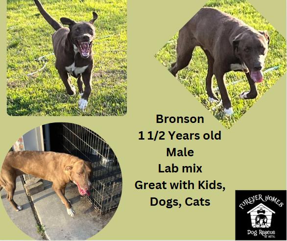 Bronson, Adoptable, Young Male Chocolate Labrador Retriever.