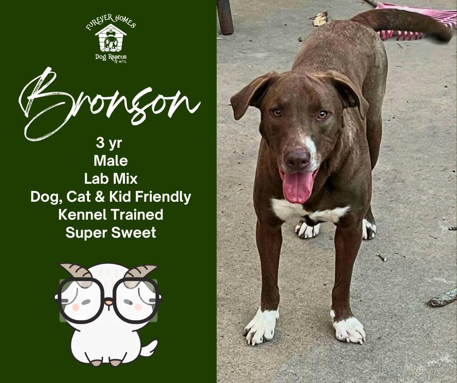 Enlarge Bronson, a Adoptable mixed breed in Aulac, NB image 1/1